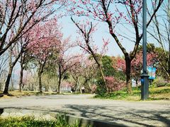 -无锡梅园公园