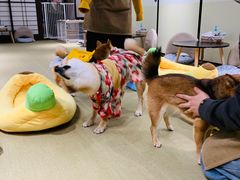 -逗柴咖啡屋·狗咖猫咖宠物桌游