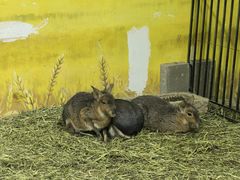 -大连森林动物园