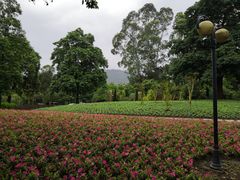 -广州市流溪河国家森林公园