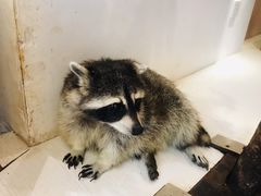 -浣熊柯尔鸭土拨鼠·电玩咖