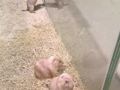 -正佳雨林生态植物园