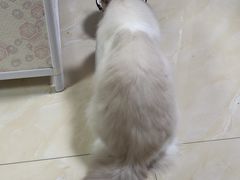 -美美宠物诊疗中心·异宠·骨科(滨江东信分院)