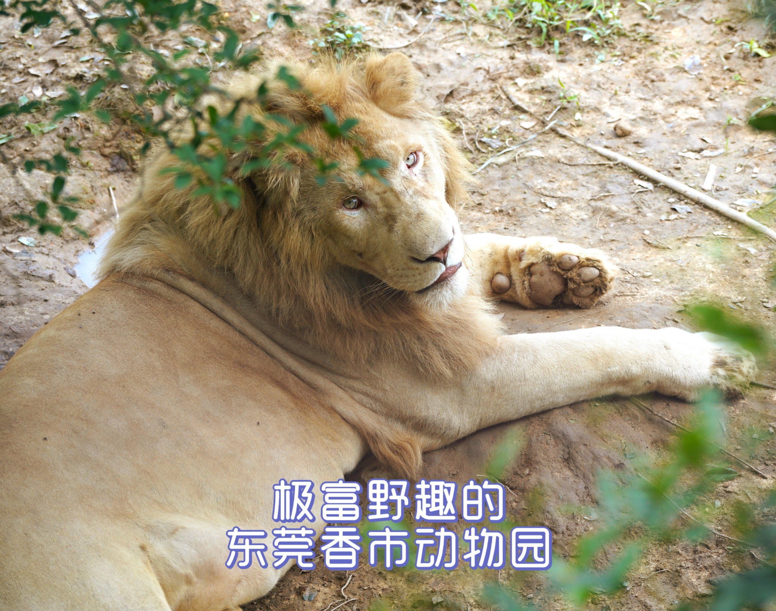 极富野趣的东莞香市动物园94