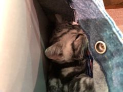 随身携带萌宠-石头咕(葵蓬店)