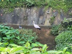 -吉隆坡雀鸟公园