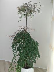 -HEYAN荷妍专业脱毛连锁机构