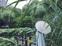 -陈家山荷花公园