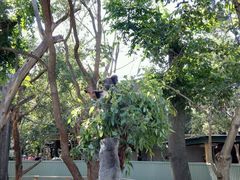 -费瑟代尔野生动物园