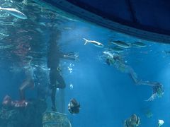 -海合安武汉极地海洋公园