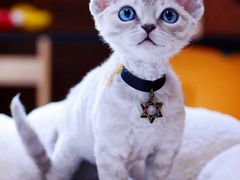 -十年猫舍·猫咪专门店(普陀店)