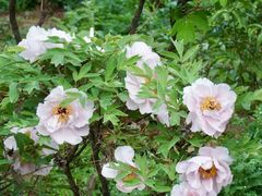 -北京西山国家森林公园