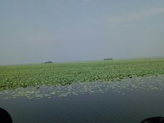 -微山湖红荷湿地景区