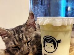 -楼上猫咖(罗湖店)