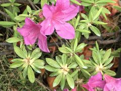 -徐家汇源景区-衡山公园