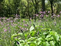 -西湖风景区-江洋畈生态公园