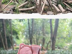 -成都大熊猫繁育研究基地
