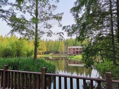 -黄海国家森林公园