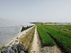 -小鱼草莓采摘园农家乐·小鱼餐厅