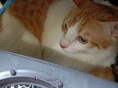 -创凡宠物医院·骨专科  猫科中心(西乡分院)