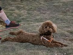 -伟伟宠物医院·CT影像中心·瑞派犬猫综合性门诊(汉口总院)