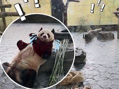 -上海野生动物园