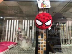 -读宠于你·约克夏比熊·睫角守宫·爬宠售卖(高新店)