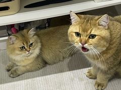 -瑞鹏宠物医院犬猫全科(真大分院)