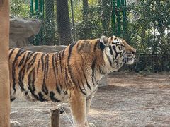 -上海野生动物园老虎餐厅