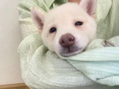 -柴犬小屋·柴餐厅·狗咖食堂(金鼎广场店)