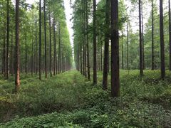 -黄海国家森林公园