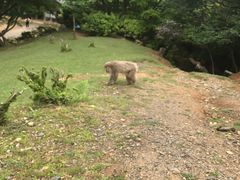 -岚山猴子公园