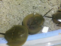 -北戴河圣蓝海洋公园