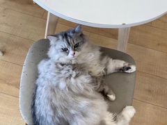 -Let's go狗咖·猫咖·奶狗·桌游(春熙路IFS店)