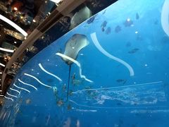 -瑞德姆美人鱼海底演艺主题餐厅(亚龙湾店)