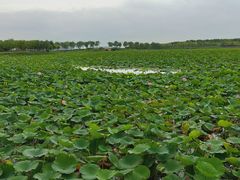 -天津东丽湖风景区