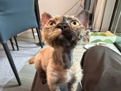 -山宅一喵德文卷毛猫舍