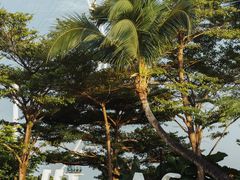 -新加坡文华东方酒店