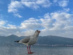 -海埂大坝