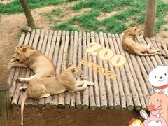 -西霞口神雕山野生动物世界