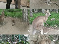 -可伦宾野生动物保护区