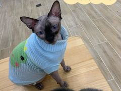 -李小姐の猫咖啡馆(五角场店)