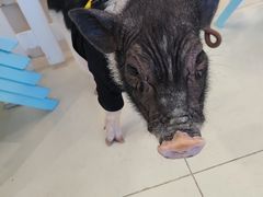 -怪兽屋·羊驼·猫咖·狗咖(俊华广场店)