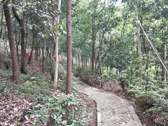 -上海佘山国家森林公园天马山园