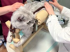 -西安京西宠物医院·瘫痪·疑难杂症