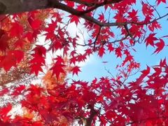 -少华山国家森林公园