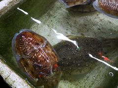 -外伶仃岛海鲜市场