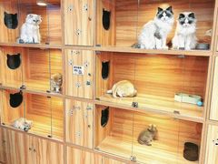 -猫十亿·布偶金渐层·曼基康矮脚猫舍(青年路店)