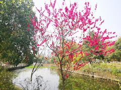 -成都南湖公园