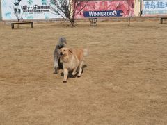 -趣玩宠物乐园寄养训犬训狗游泳池